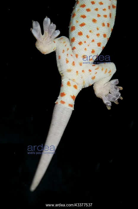 : Tokay Gecko : Tokay Gecko