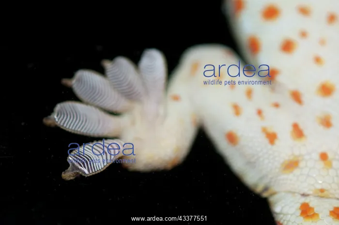 : Tokay Gecko : Tokay Gecko