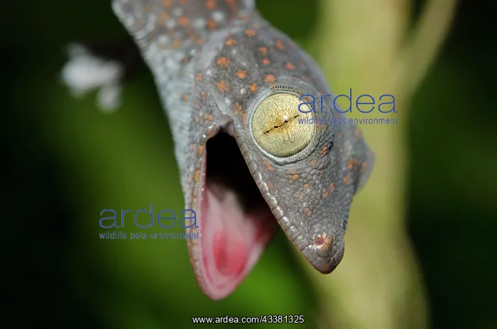 : Tokay Gecko : Tokay Gecko