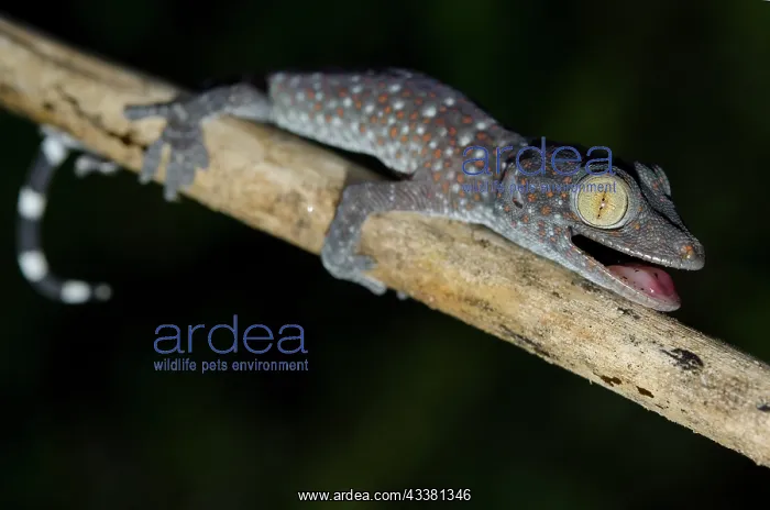 : Tokay Gecko : Tokay Gecko