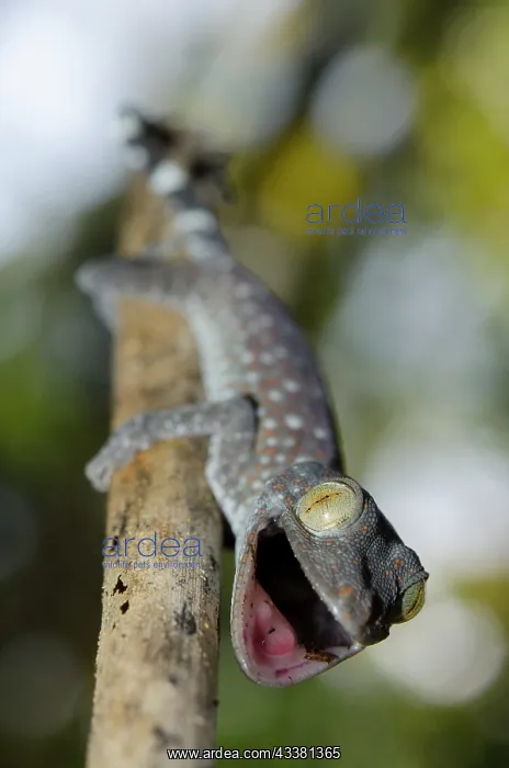 : Tokay Gecko : Tokay Gecko