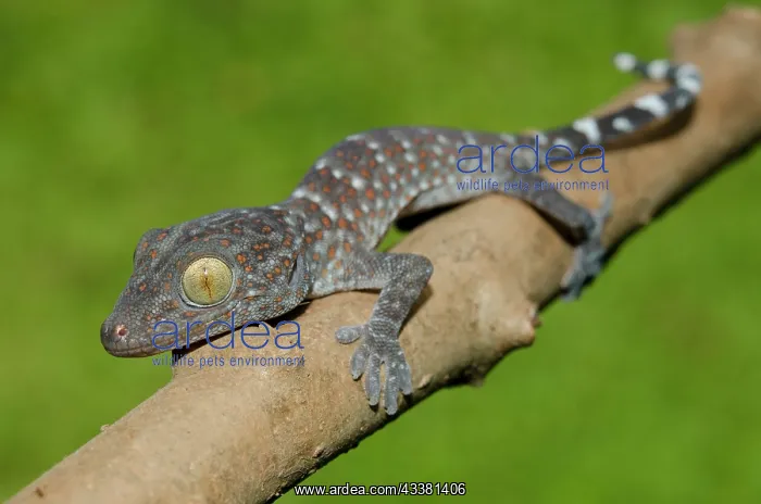 : Tokay Gecko : Tokay Gecko