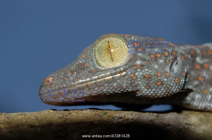  : Tokay Gecko