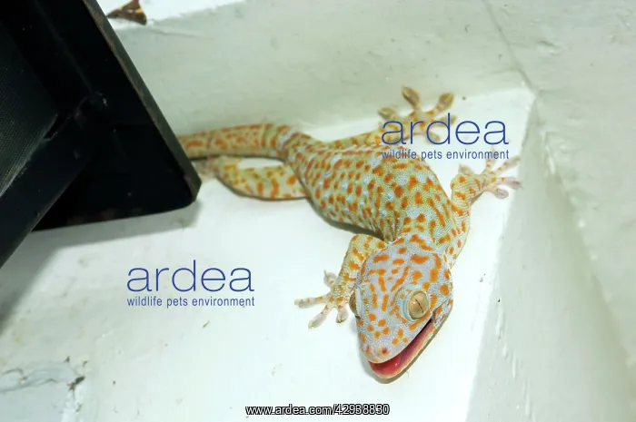: Tokay Gecko - adult on a corner of a building after : Tokay Gecko - adult on a corner of a building after