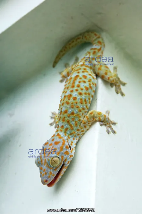 : Tokay Gecko - adult on a corner of a building after : Tokay Gecko - adult on a corner of a building after