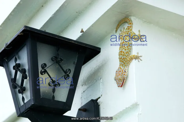 : Tokay Gecko - adult on a corner of a building after : Tokay Gecko - adult on a corner of a building after