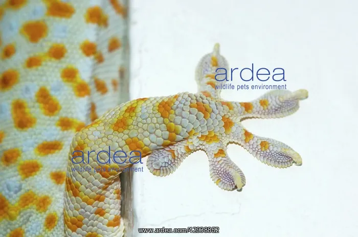 : Tokay Gecko - adult front foot holding onto a corner : Tokay Gecko - adult front foot holding onto a corner