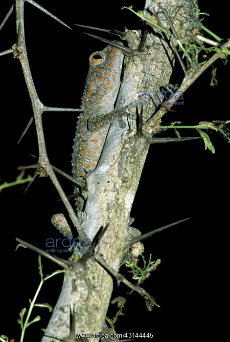 : Tokay Gecko, Cambodia : Tokay Gecko, Cambodia