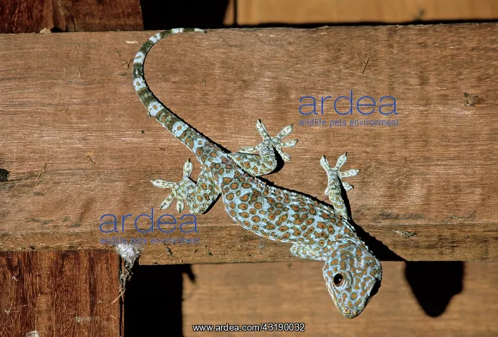 : Tokay Gecko, Cambodia : Tokay Gecko, Cambodia