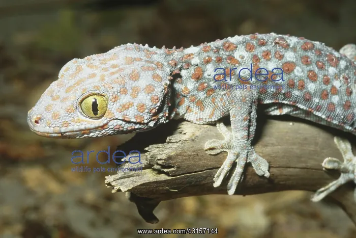 : Tokay Gecko (Gekko gecko) : Tokay Gecko (Gekko gecko)