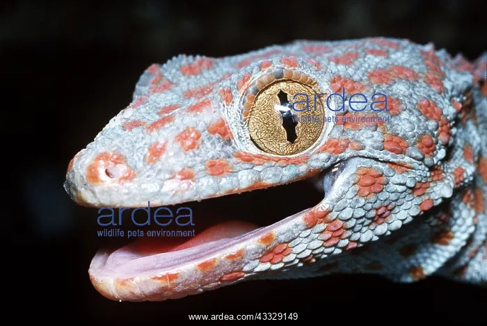 : TOKAY GECKO - head close up : TOKAY GECKO - head close up