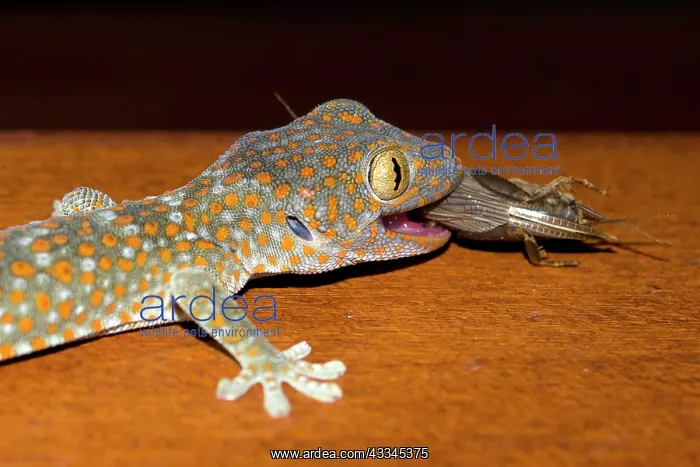 : Tokay Gecko - with Mole Cricket (Gryllotalpa sp) : Tokay Gecko - with Mole Cricket (Gryllotalpa sp)
