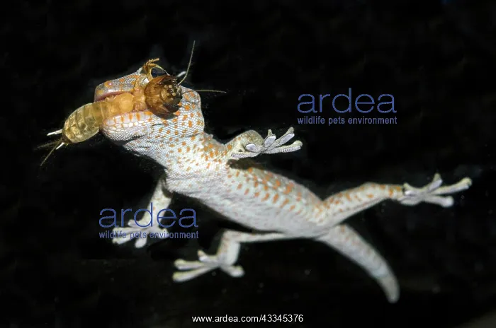 : Tokay Gecko - with Mole Cricket (Gryllotalpa sp) : Tokay Gecko - with Mole Cricket (Gryllotalpa sp)