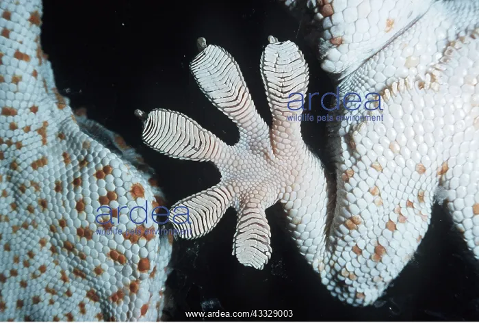 : Tokay Gecko - showing gripping ridges on gecko foot : Tokay Gecko - showing gripping ridges on gecko foot