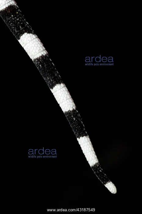 : Tokay Gecko - tail : Tokay Gecko - tail
