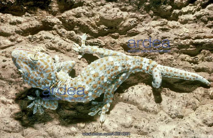 : Tokay Gecko with Two Tails : Tokay Gecko with Two Tails