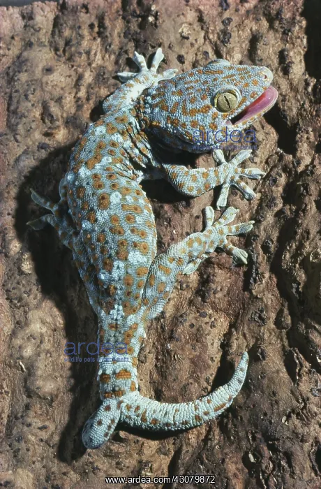 : Tokay Gecko with Two Tails : Tokay Gecko with Two Tails