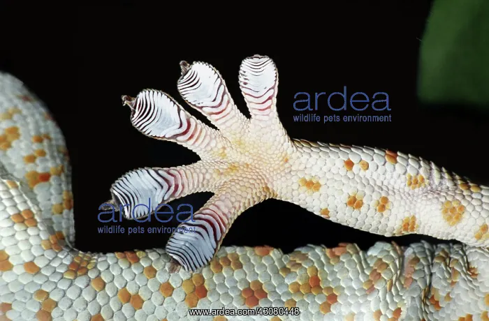 : Tokay Gecko toe-pads : Tokay Gecko toe-pads