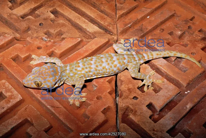 : Tokay GECKO - on wooden flooring : Tokay GECKO - on wooden flooring