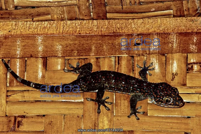 : Tokay (Gekko gecko) : Tokay (Gekko gecko)