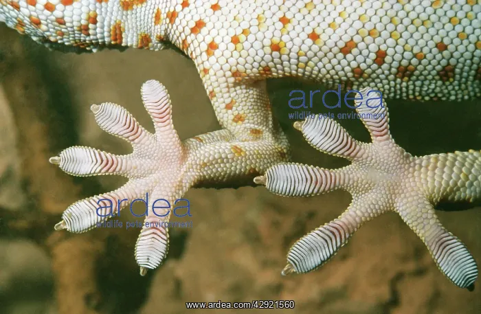 : TOKAY GEKKO - Underside of feet, showing ridges : TOKAY GEKKO - Underside of feet, showing ridges