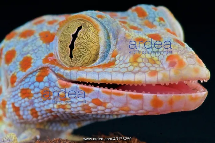 : Tokeh (Gekko gecko), Indonesia : Tokeh (Gekko gecko), Indonesia