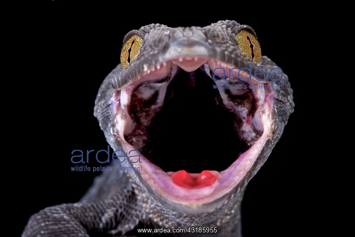 : Tokeh (Gekko gecko), Indonesia : Tokeh (Gekko gecko), Indonesia