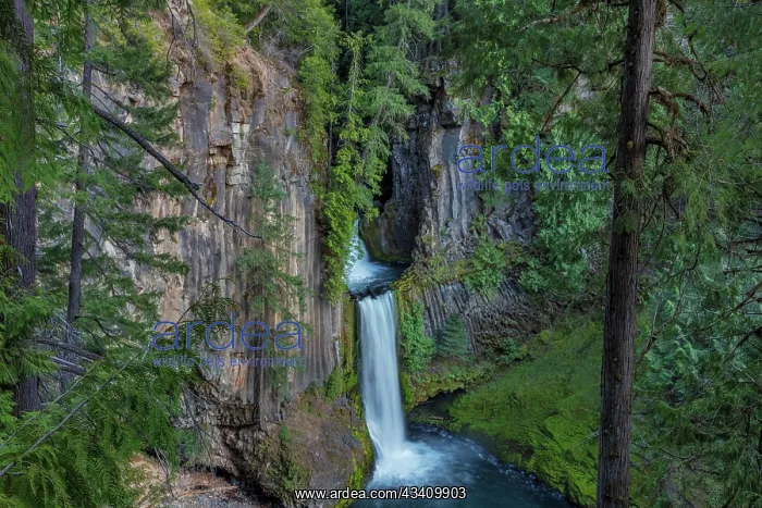 : Toketee Falls runs over basalt columns in the Umpqua : Toketee Falls runs over basalt columns in the Umpqua