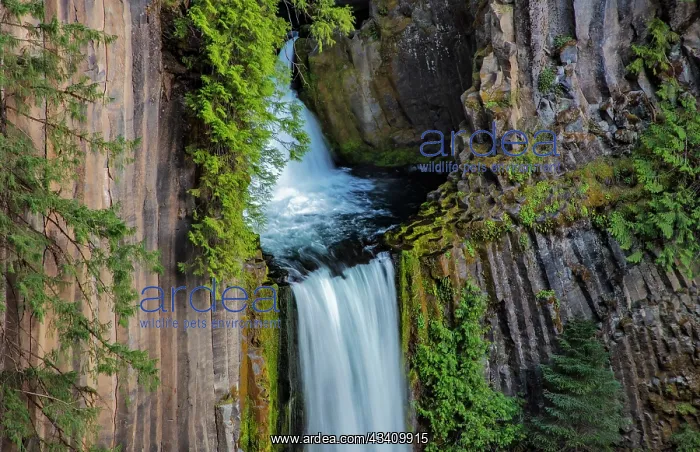 : Toketee Falls runs over basalt columns in the Umpqua : Toketee Falls runs over basalt columns in the Umpqua
