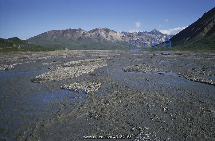 : Toklat River in Alaska : Toklat River in Alaska
