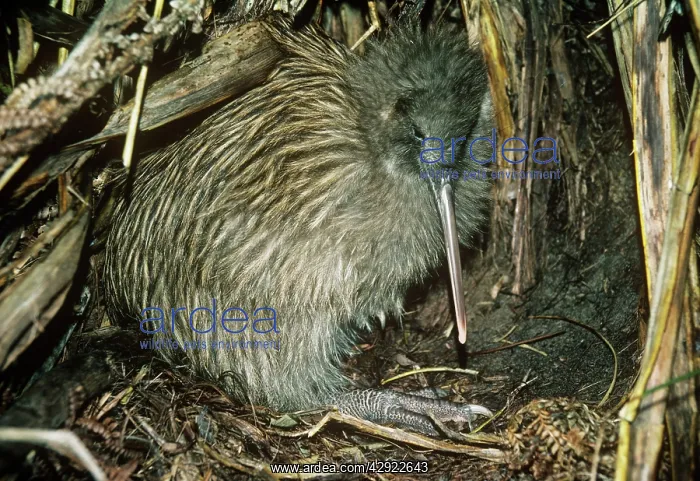 : Tokoeka / Stewart Island Brown Kiwi - in burrowS : Tokoeka / Stewart Island Brown Kiwi - in burrowS