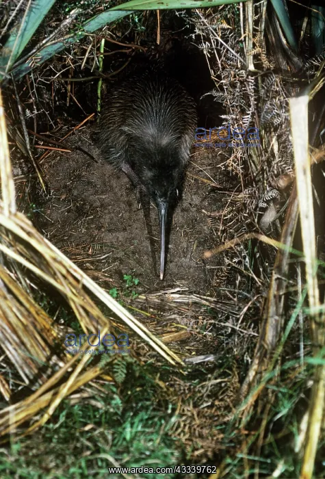 : Tokoeka / Stewart Island Brown Kiwi - female leaving : Tokoeka / Stewart Island Brown Kiwi - female leaving