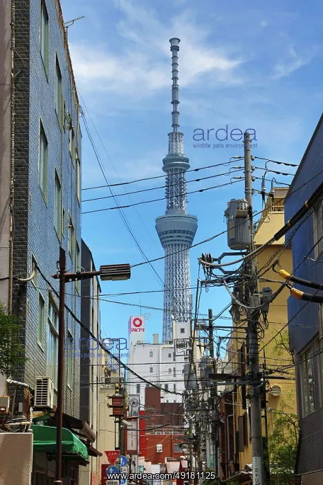 : Tokyo Skytree Broadcasting Tower, Tokyo, Japan : Tokyo Skytree Broadcasting Tower, Tokyo, Japan