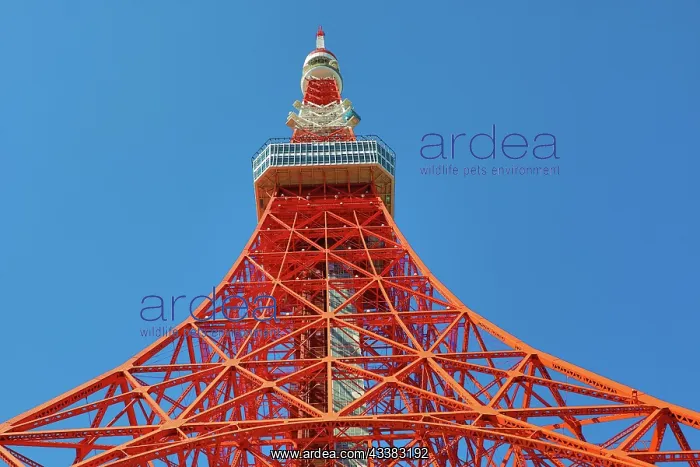 : Tokyo Tower in Tokyo, Japan : Tokyo Tower in Tokyo, Japan