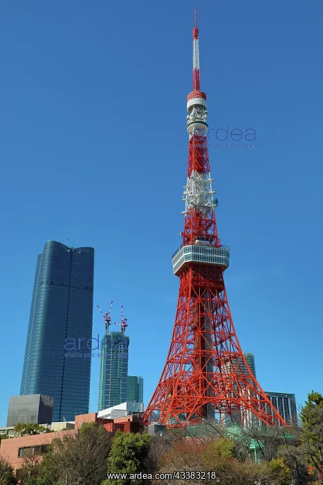 : Tokyo Tower in Tokyo, Japan : Tokyo Tower in Tokyo, Japan