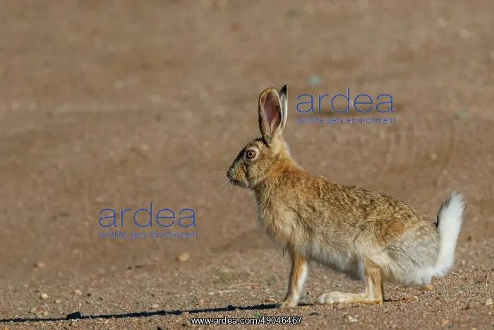 : Tolai hare : Tolai hare