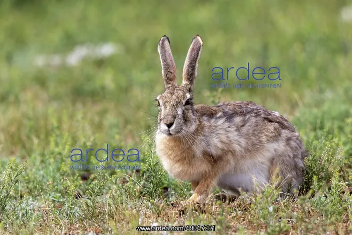 : Tolai hare : Tolai hare