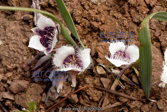 : Tolmie Star-tulip : Tolmie Star-tulip