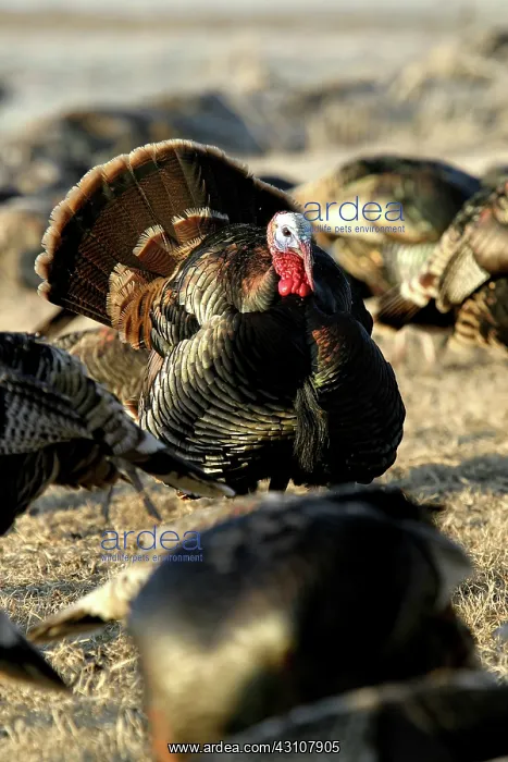 : Tom Turkey : Tom Turkey