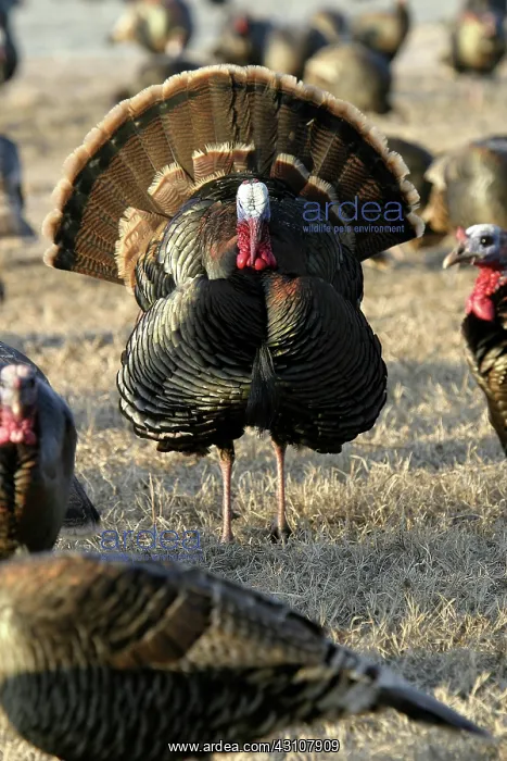 : Tom Turkey : Tom Turkey