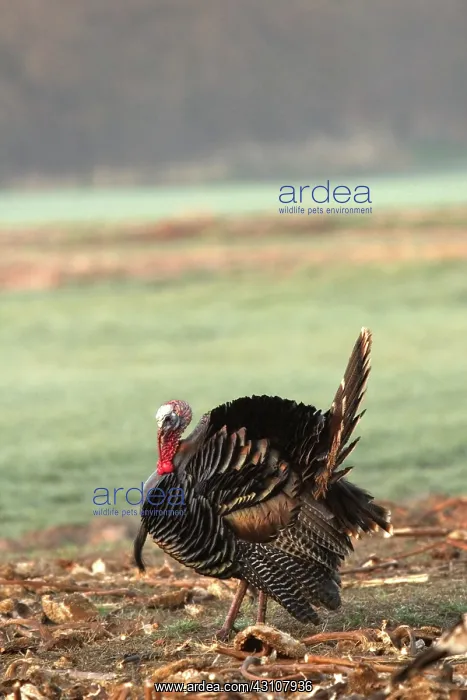 : Tom Turkey : Tom Turkey