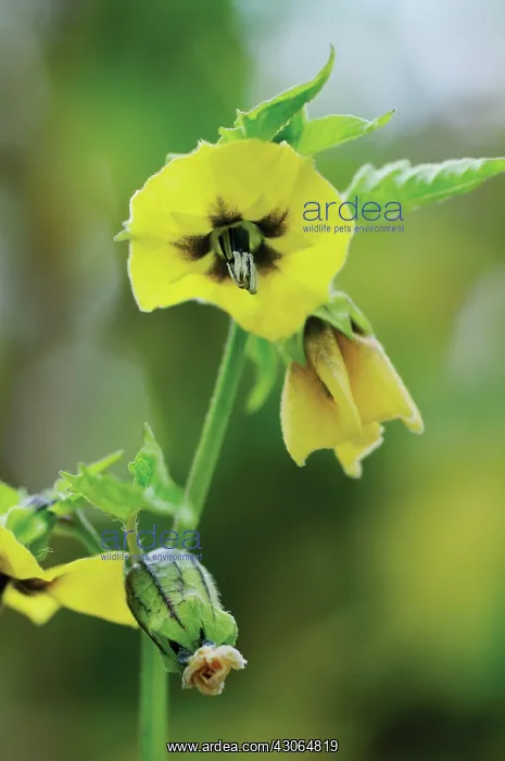 : Tomatillo, Physalis philadelphica Purple de Milpa : Tomatillo, Physalis philadelphica Purple de Milpa