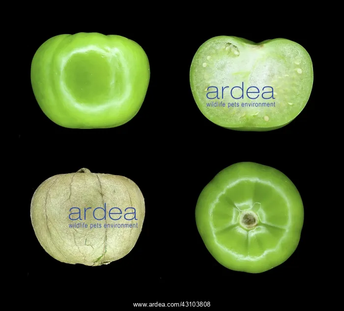 : Tomatillo, Four Views : Tomatillo, Four Views