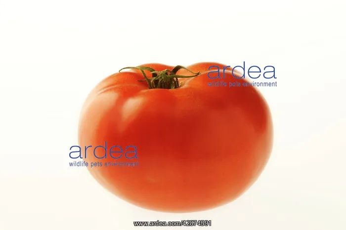 : Tomato : Tomato
