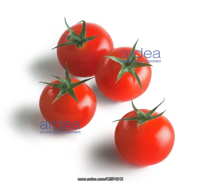 : Tomato, Lycopersicon esculentum Gardeners Delight : Tomato, Lycopersicon esculentum Gardeners Delight