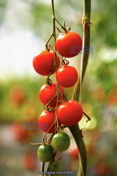 : Tomato, Lycopersicon esculentum : Tomato, Lycopersicon esculentum
