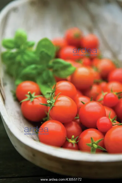 : Tomato, Lycopersicon esculentum Gardeners Delight : Tomato, Lycopersicon esculentum Gardeners Delight
