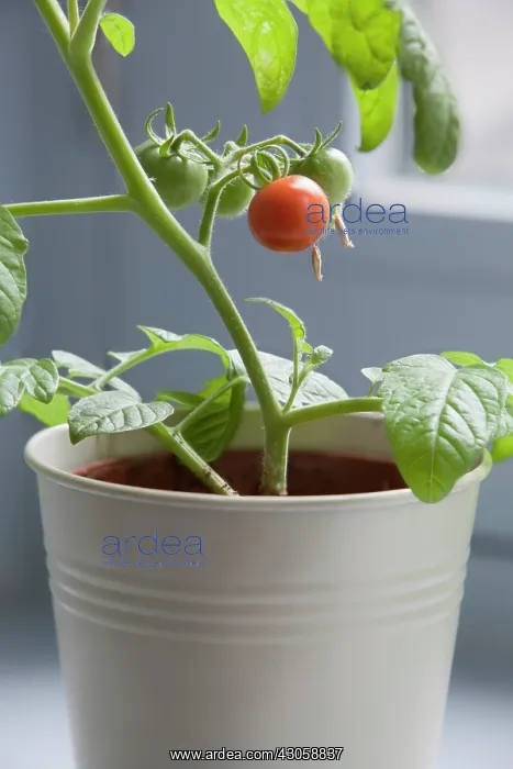 : Tomato, Lycopersicon esculentum Gardeners Delight : Tomato, Lycopersicon esculentum Gardeners Delight