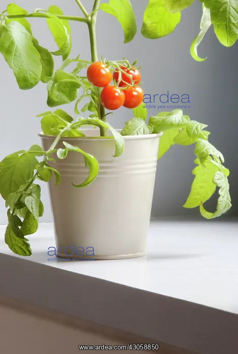 : Tomato, Lycopersicon esculentum Gardeners Delight : Tomato, Lycopersicon esculentum Gardeners Delight