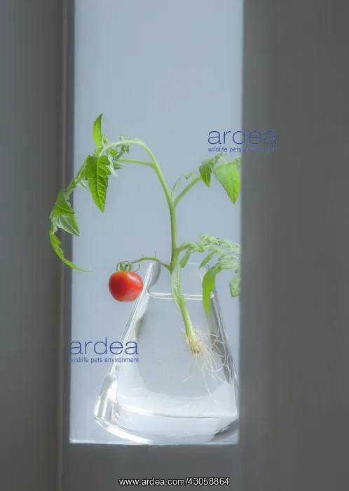 : Tomato, Lycopersicon esculentum Gardeners Delight : Tomato, Lycopersicon esculentum Gardeners Delight